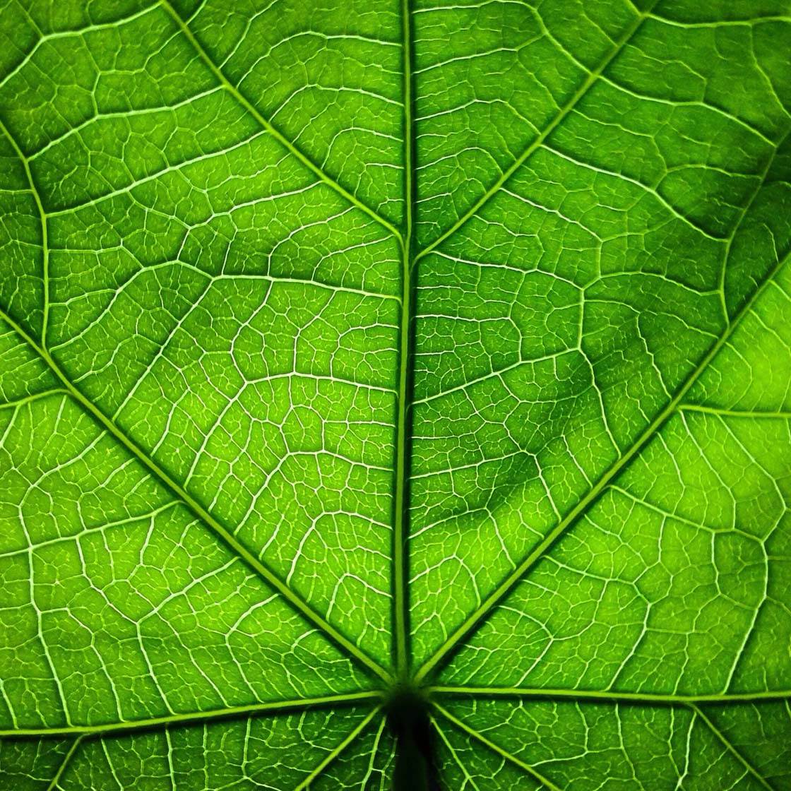 Зеленые фотографии iPhone 10