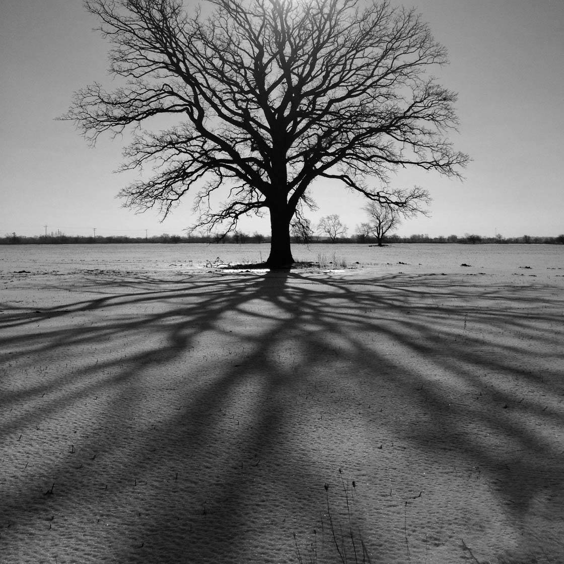 Зимнее дерево iPhone Photos 27
