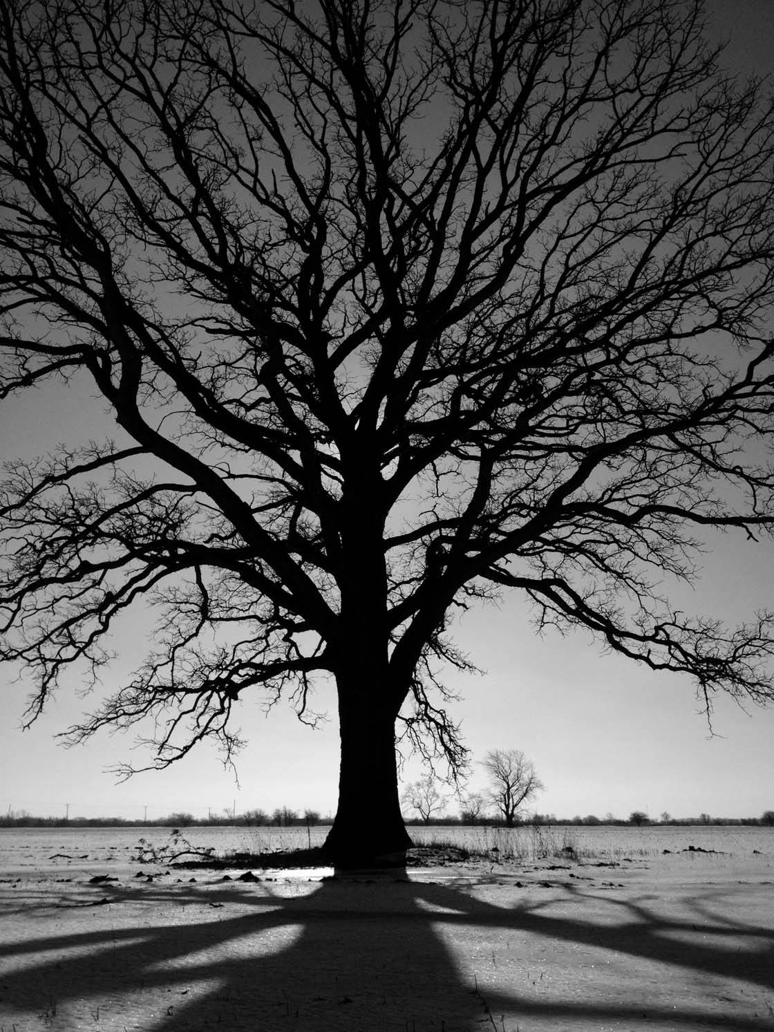 Зимнее дерево iPhone Фото 26