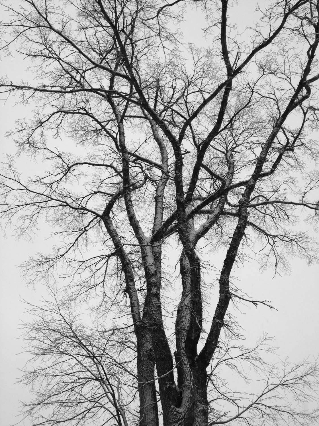 Winter Tree iPhone Photos 31