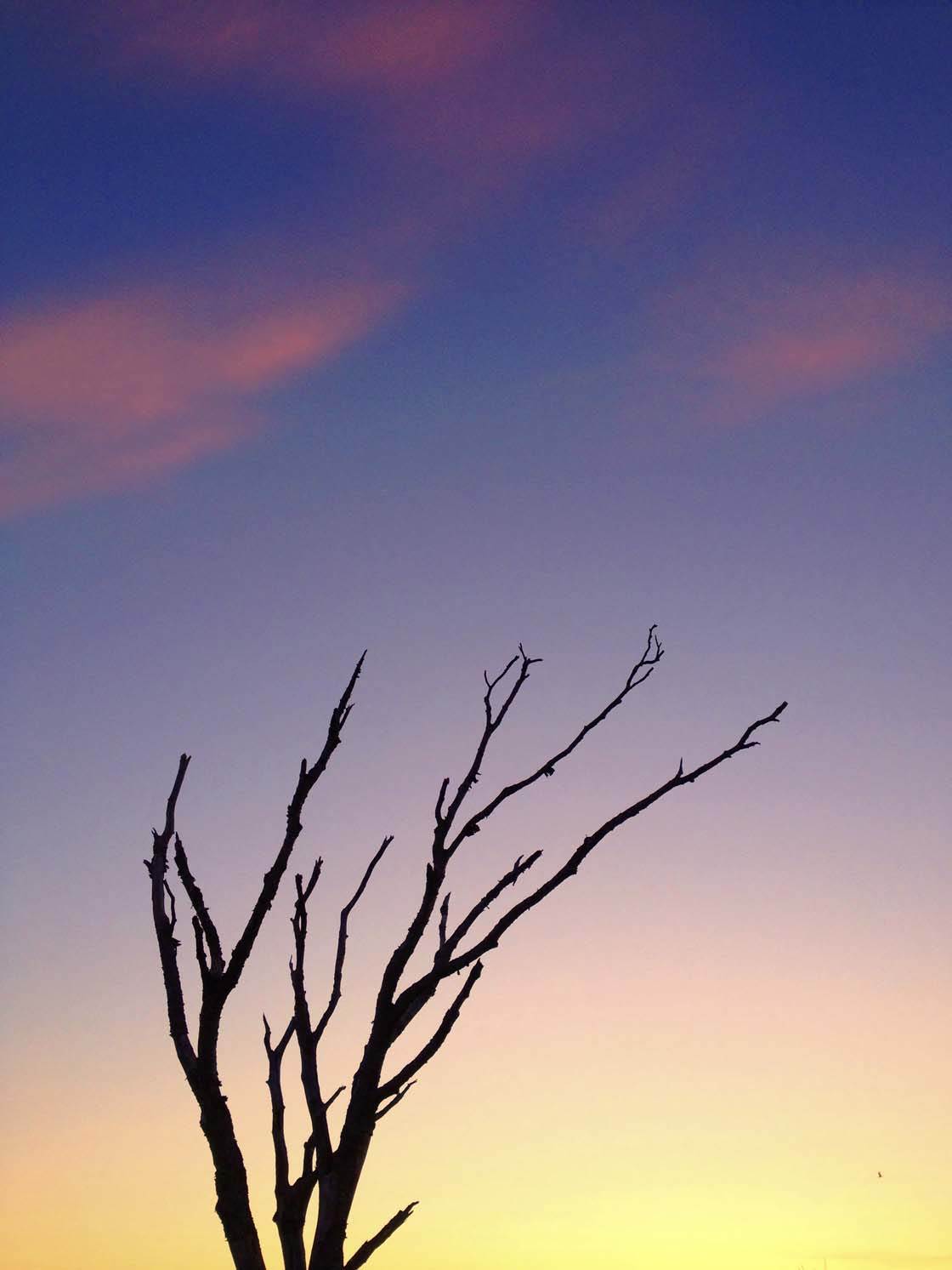 Зимнее дерево iPhone Фото 18