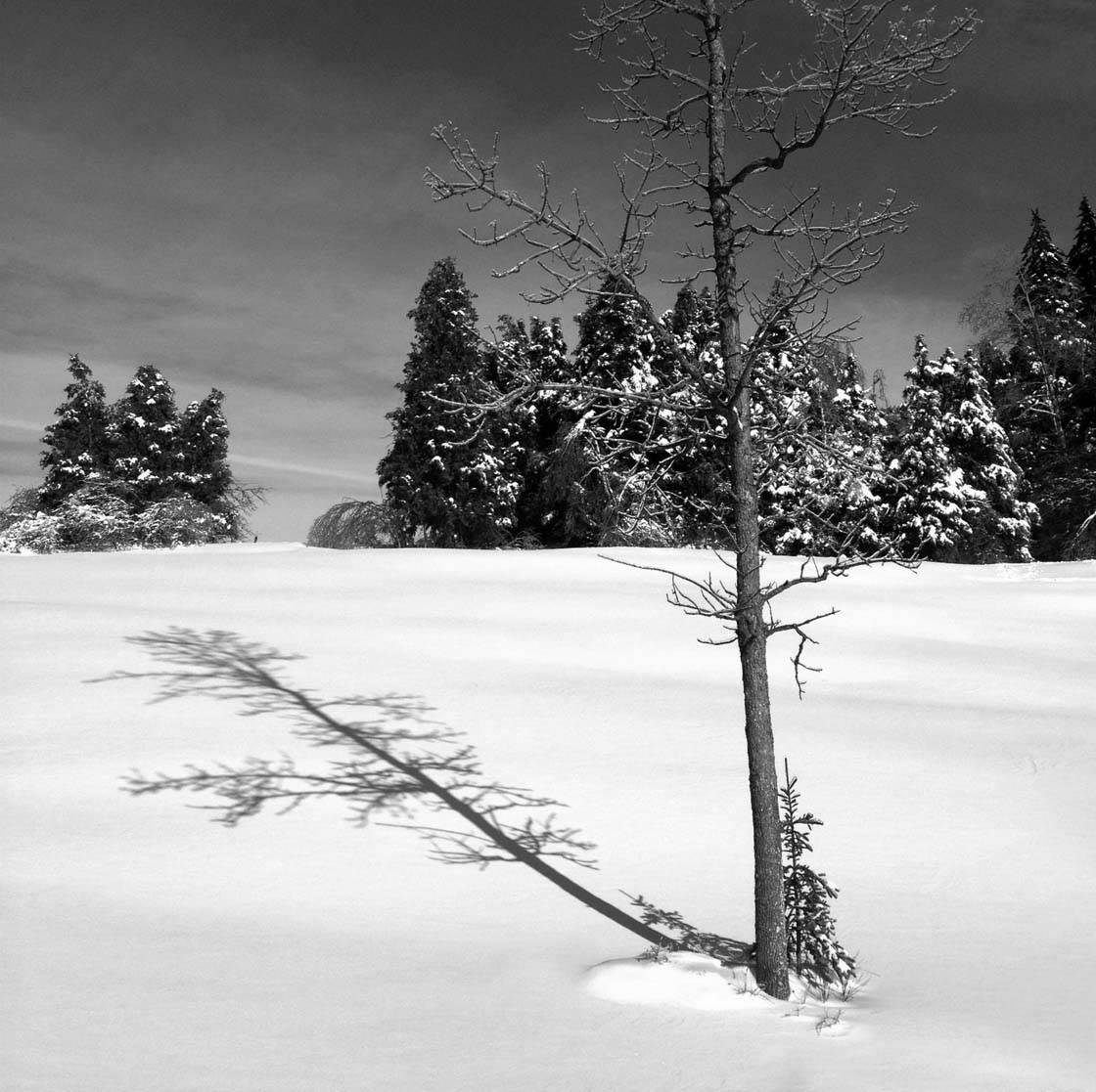 Зимнее дерево iPhone Фото 28