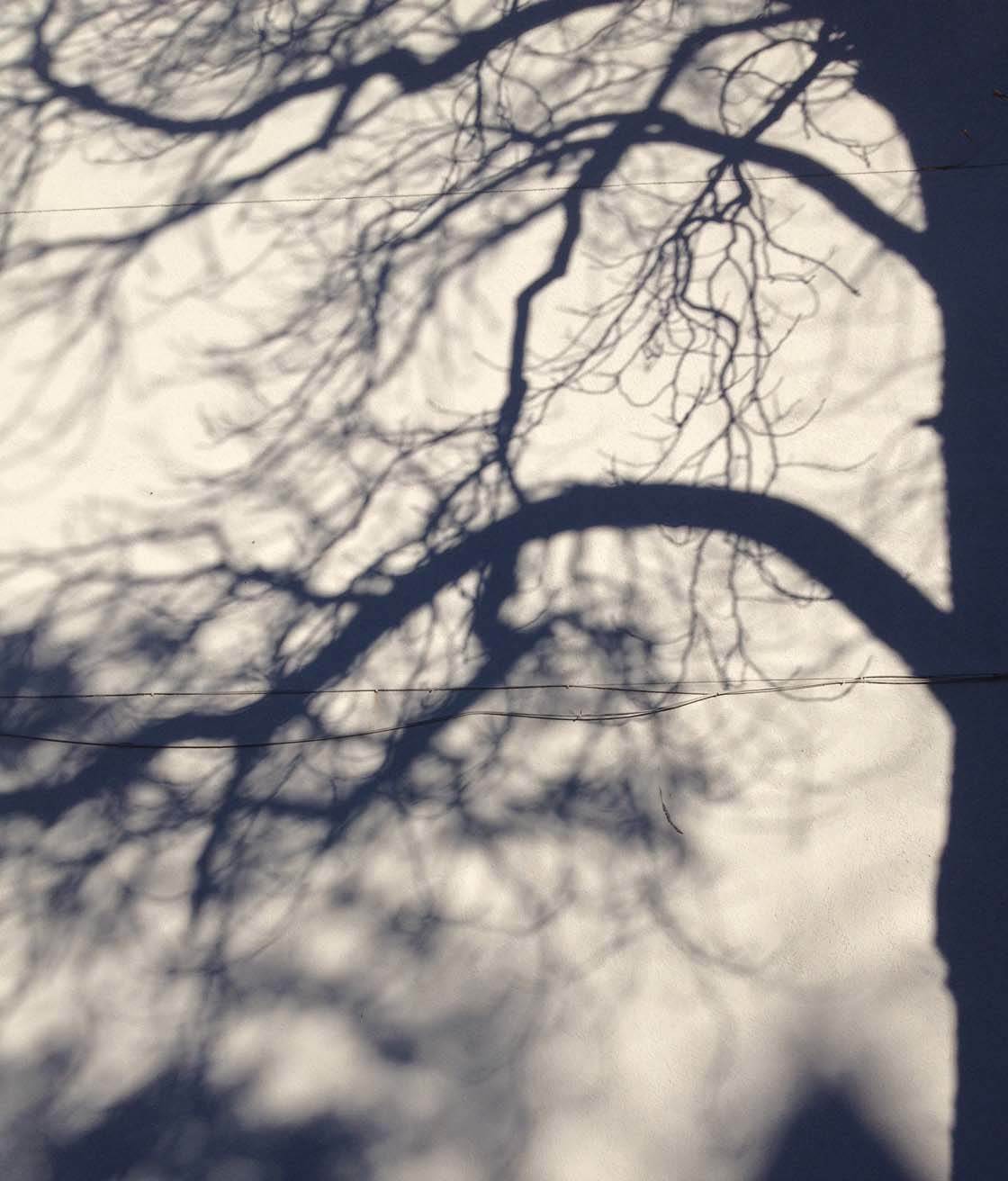 Зимнее дерево iPhone Фото 23