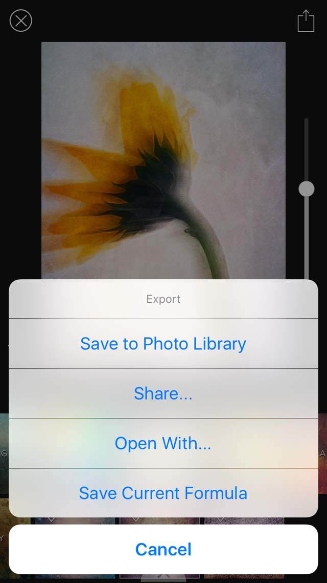 Floral Blur iPhone Photos 31