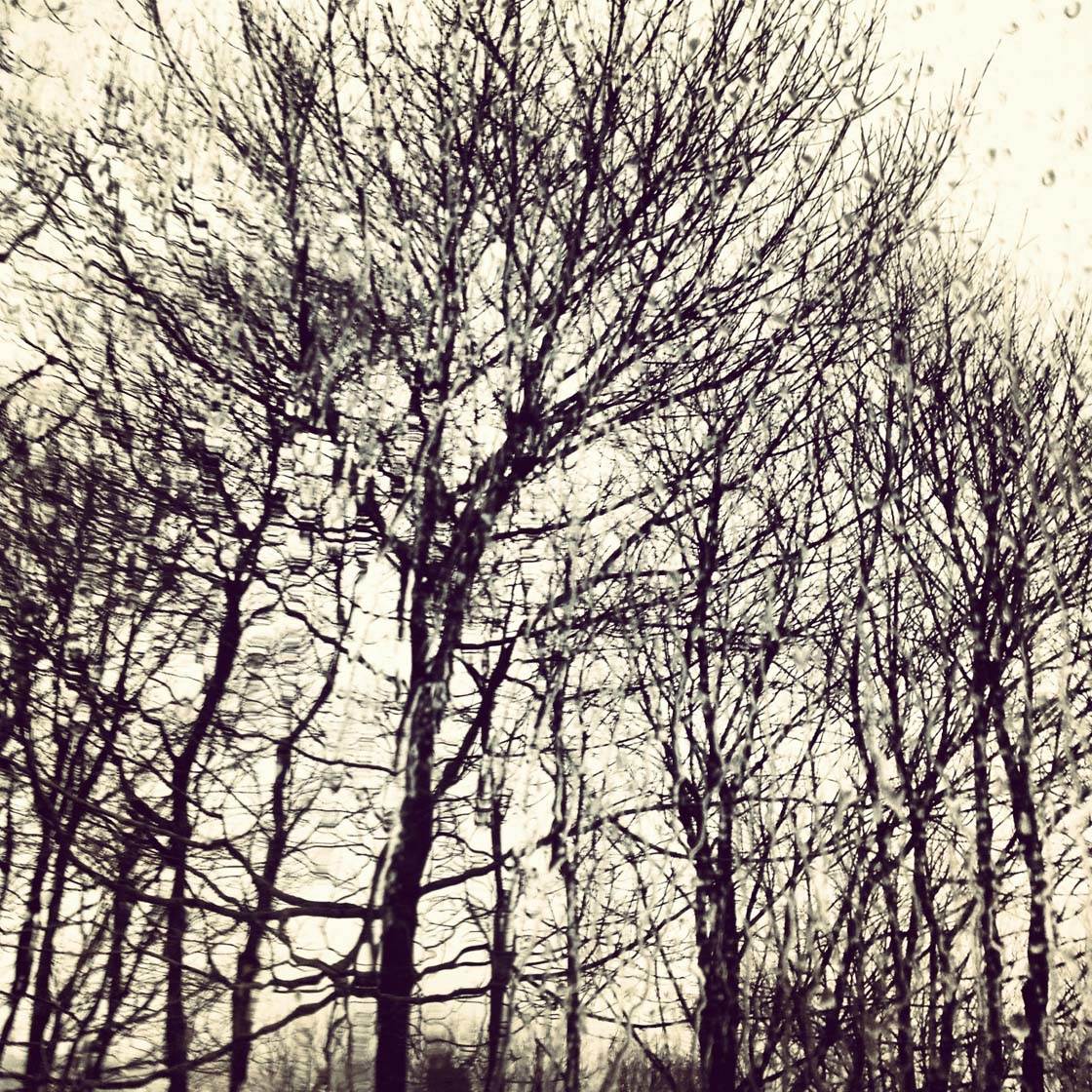 Зимнее дерево iPhone фото 14
