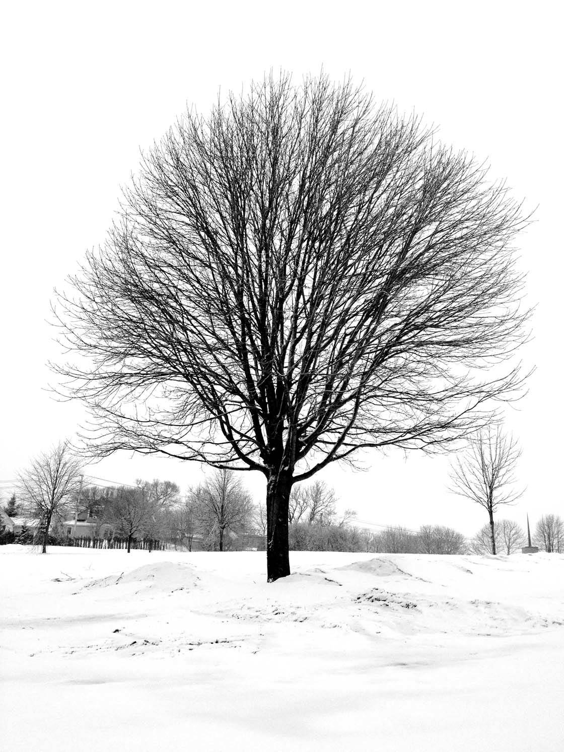 Winter Tree iPhone Photos 32