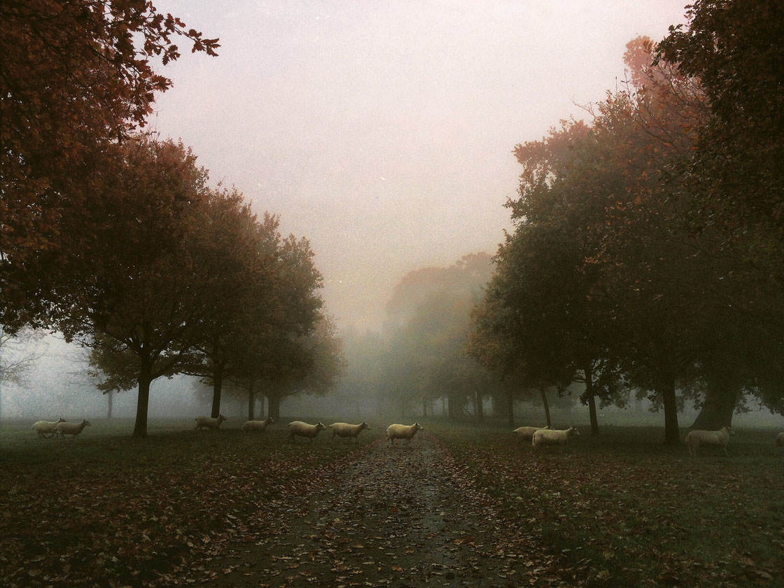Fog & Mist iPhone Photos 15