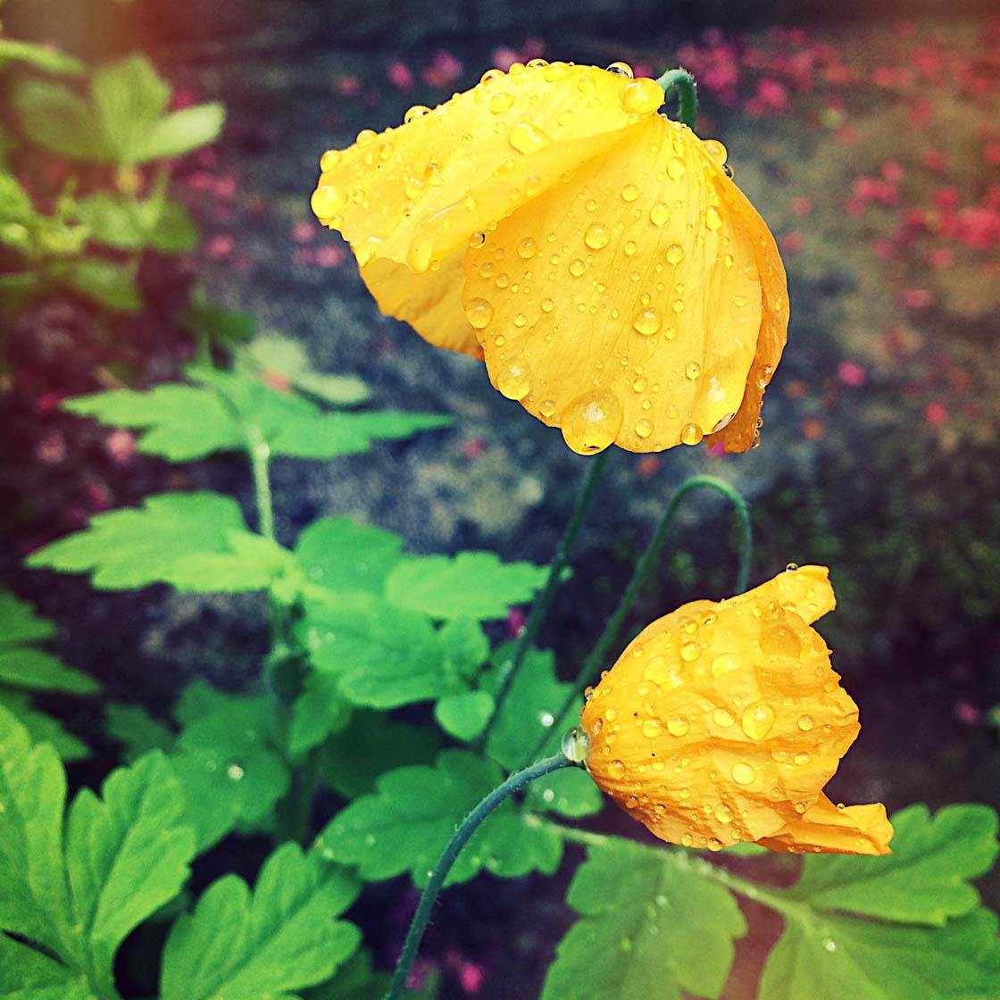 iPhone-Flower-Photography-20