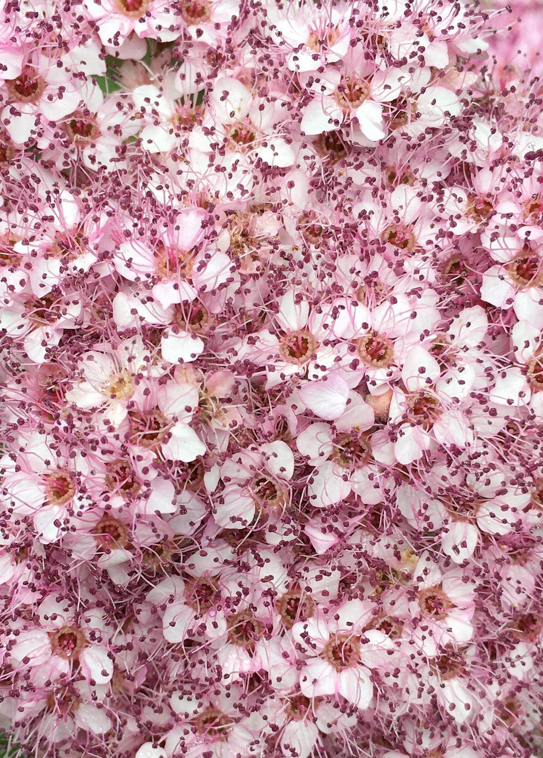 цветы фотоконкурс iPhone-23