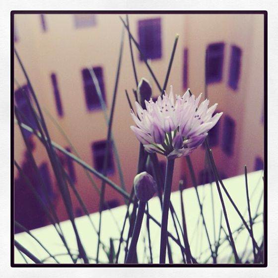 iPhone Flower Photo 14
