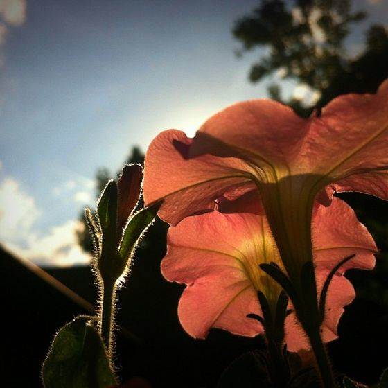 iPhone Flower Photo 15