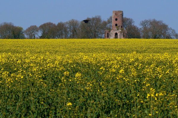 Фотография поля желтых цветов со старыми руинами здания сзади