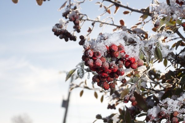 крупный план замороженных ягод, покрытых снегом зимой