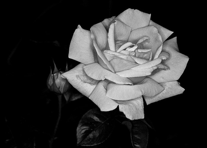 Черно-белая фотография розы