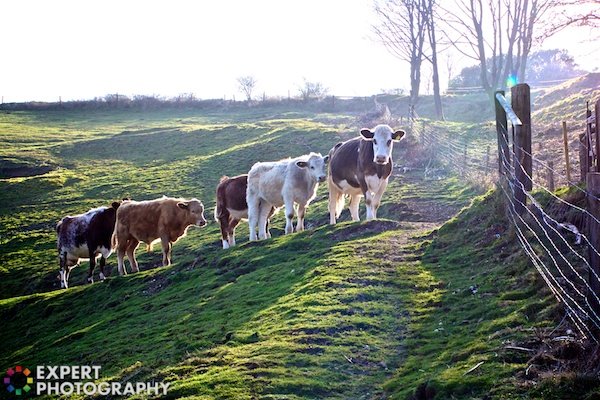 5 коров идут по тропинке на травянистом склоне холма с изгородью справа