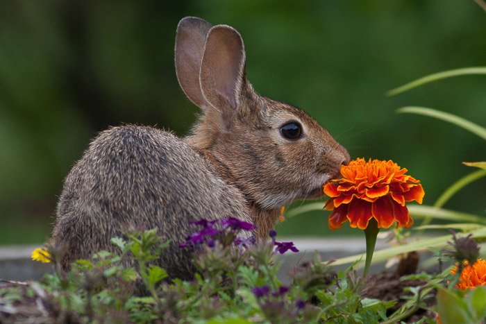 A wildlife photography portrait of the rabbit sitting among flowers