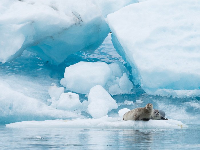 Фотопортрет двух тюленей на айсберге