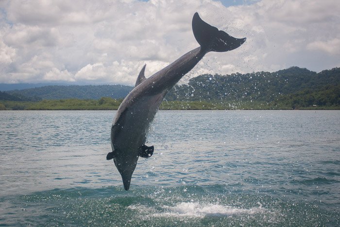 Фотопортрет дельфина в середине прыжка