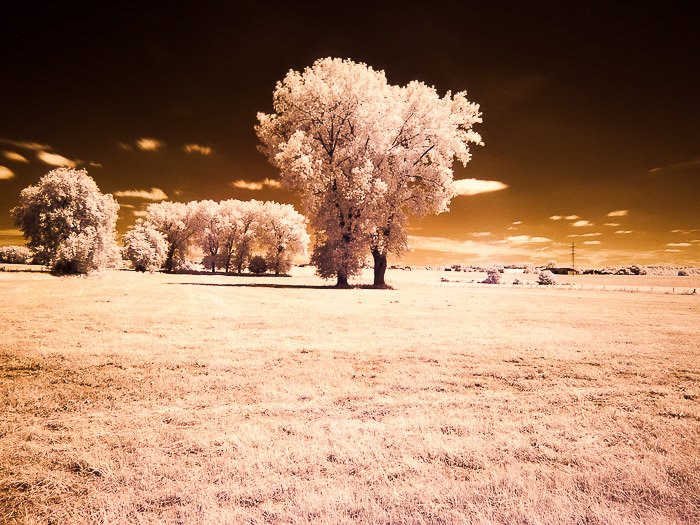 Одинокие деревья в бельгийской сельской местности. снято в инфракрасной съемке