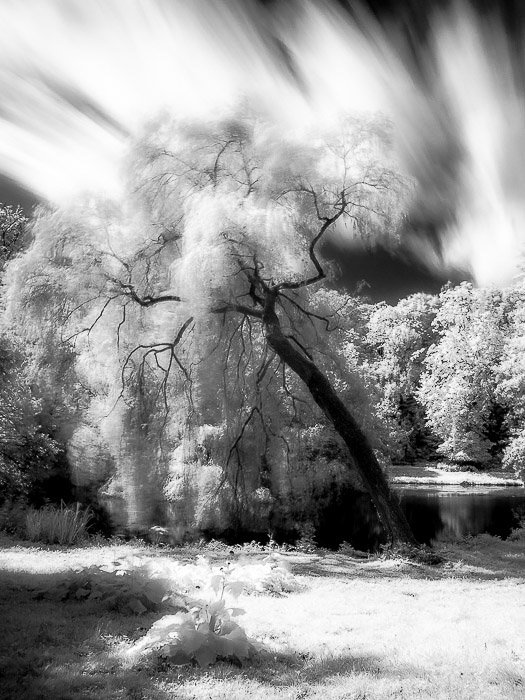 Одинокое дерево в ветреный день в одном из многочисленных садов Брюсселя (Бельгия). Темные ветви контрастируют с белым навесом. Динамичность изображению придают быстро движущиеся облака.