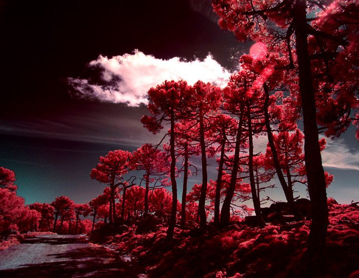 Привлекательный красно-черный пейзаж, снятый с помощью инфракрасной фотографии