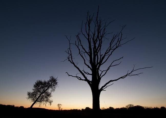 Изображение, показывающее силуэты деревьев