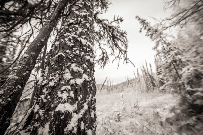 Лесная фотография заснеженных деревьев в черно-белом цвете