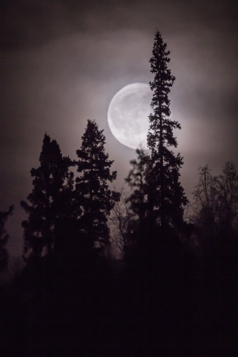 Лесная фотография силуэтов деревьев на фоне полной луны