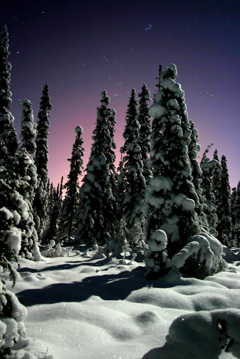 Лесная фотография заснеженных деревьев в сумерках со звездами наверху