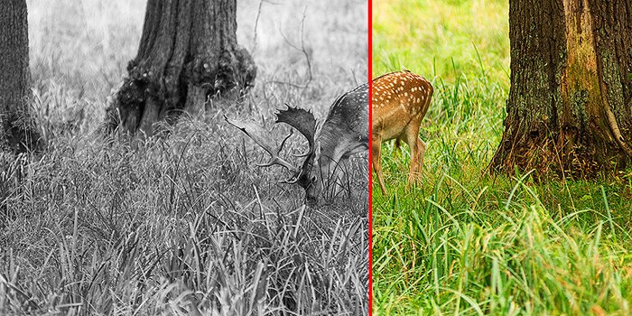 Низкоконтрастная сцена оленя в траве до и после
