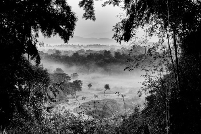 Черно-белый пейзаж, проглядывающий с высоты в джунглях, слоны вдалеке