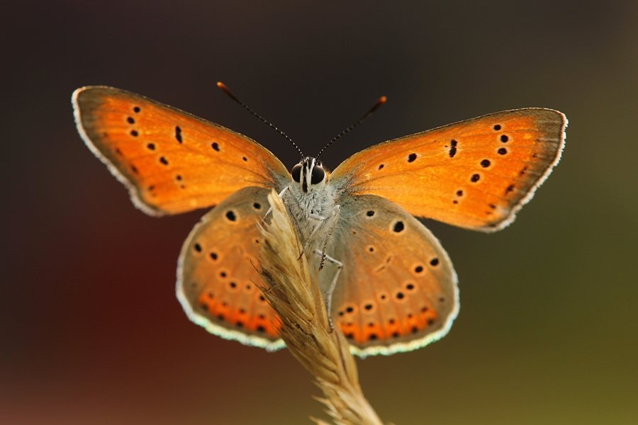 Настройки для макросъемки: Изображение оранжевой бабочки крупным планом