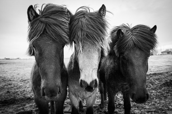 черно-белая фотография трех лошадей, сделанная во время семинара Кейси Кирнана по фотографии Исландии