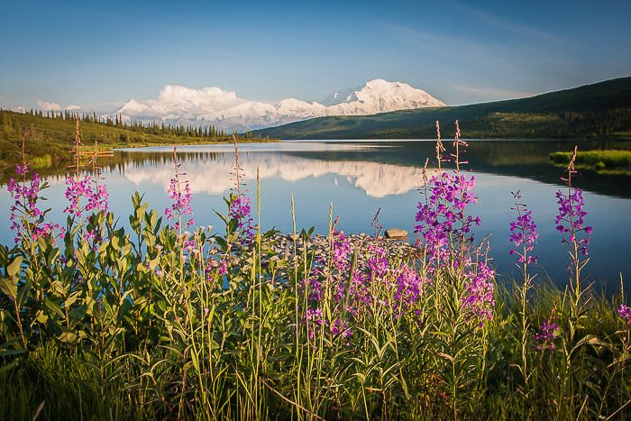 Гора Мак-Кинли с яркими цветами на переднем плане с зеркальной гладью озера.
