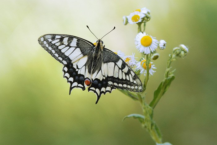 Макрофотография бабочки, отдыхающей на цветке