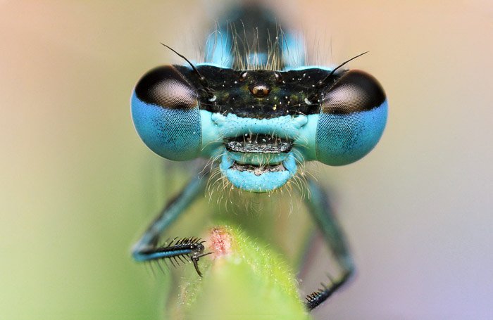 Голова стрекозы с потрясающими голубыми глазами. Красивая фотография насекомого.
