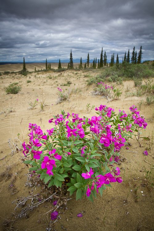 Пример оценочного замера в экспозиции пейзажной фотографии с тяжелыми облаками над ярким цветком пустыни