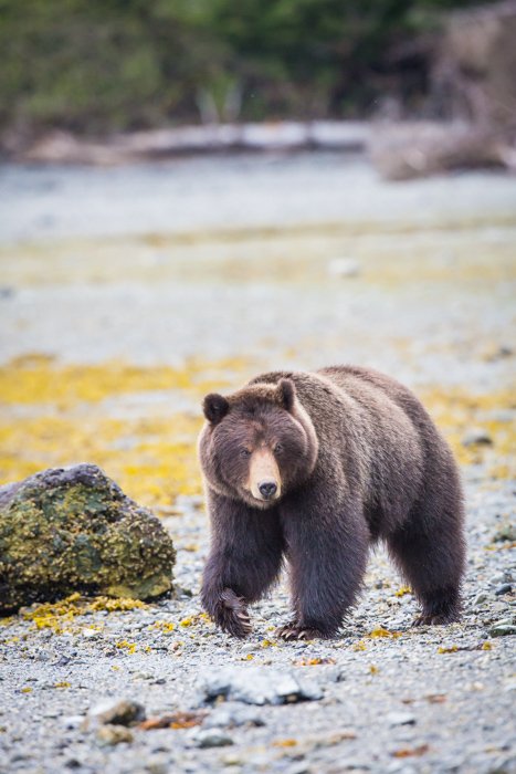 Медведь, рыскающий по Аляске весной