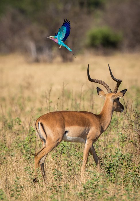 Газель и синяя птица в Ботсване