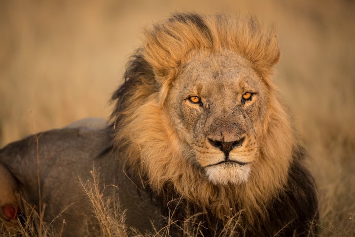 Крупный план глаз льва, лежащего в Ботсване