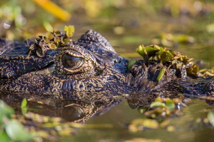 Экстремальный крупный план крокодила, плавающего в реке