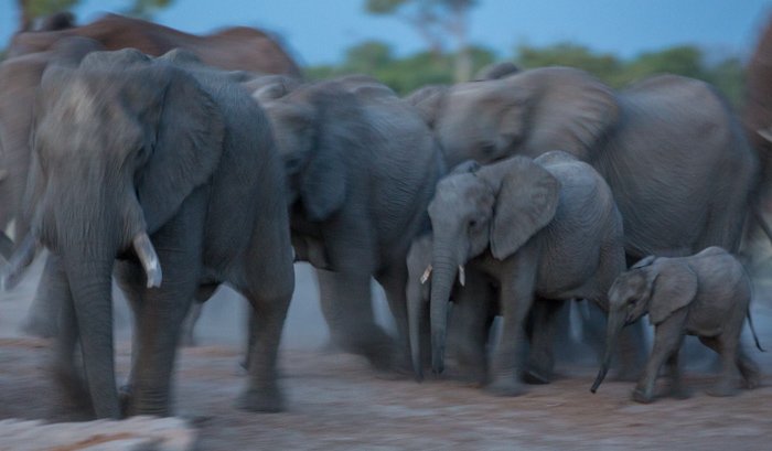 Стадо слонов в Ботсване