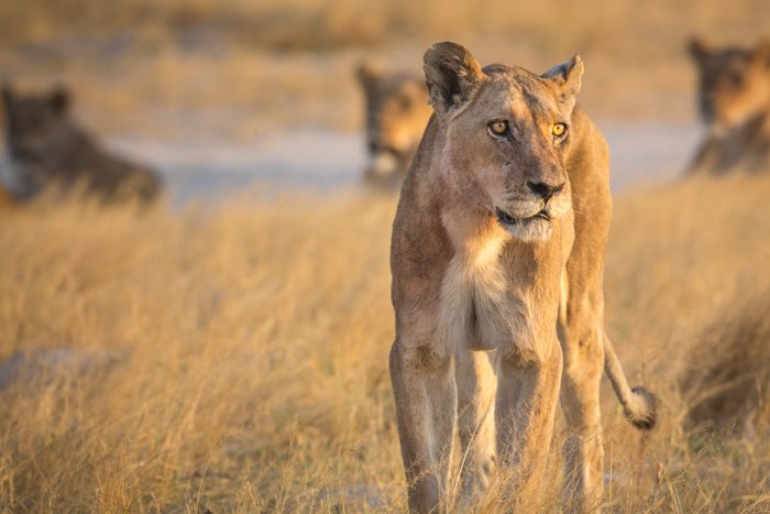 Крупный план львицы в Ботсване