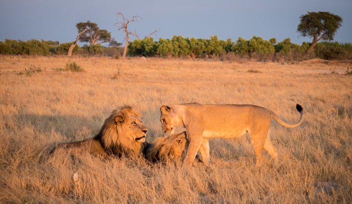 A pride of lions interacting in Botswana