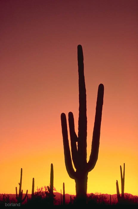 Силуэт кактуса сагуаро, сфотографированный в пустыне