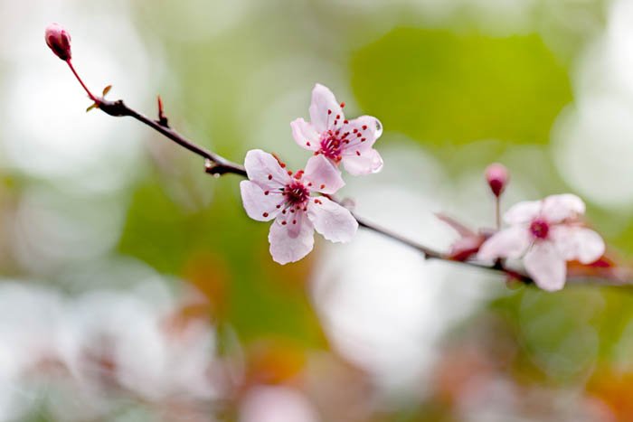 макросъемка цветущей сакуры