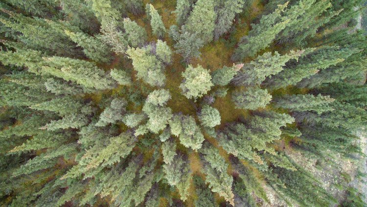 Аэрофотосъемка леса зеленых деревьев, сделанная дроном