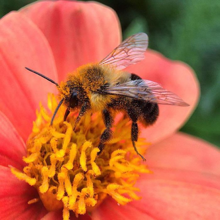 Макрофотография пчелы на цветке