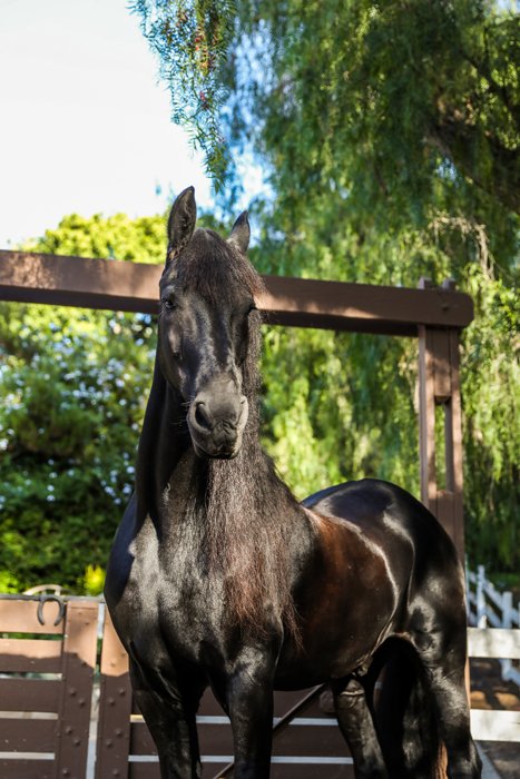 фотография животных черной лошади, смотрящей прямо в камеру в элегантной позе с деревьями на заднем плане