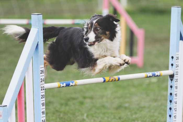 фотография собаки на выставке домашних животных бордер-колли, выполняющей прыжок в высоту, смотрящей в сторону с забавным выражением морды